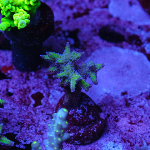 Seriatopora aculeata pink