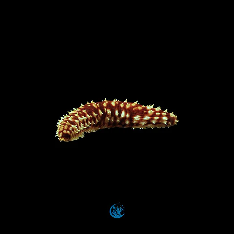 Holothuria hilla