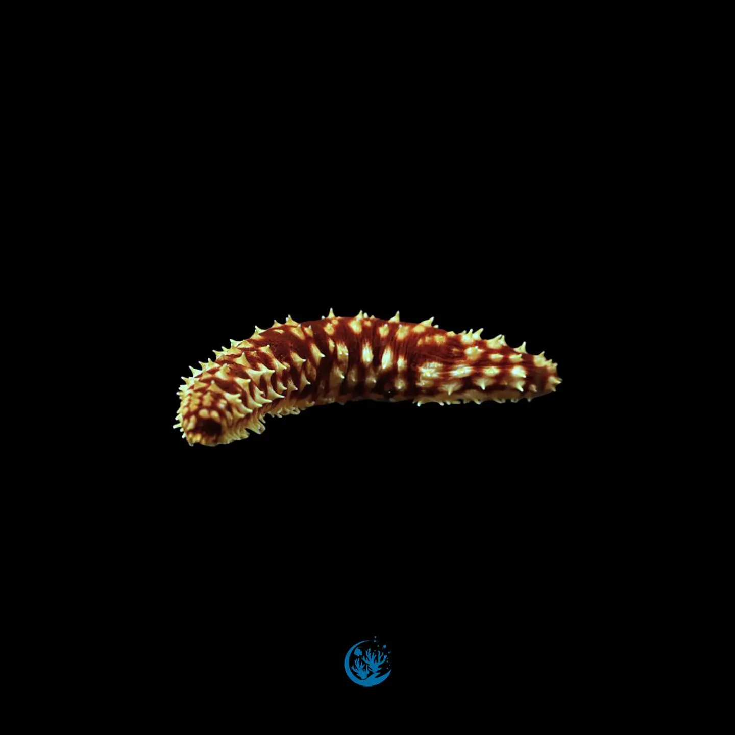 Holothuria hilla 1