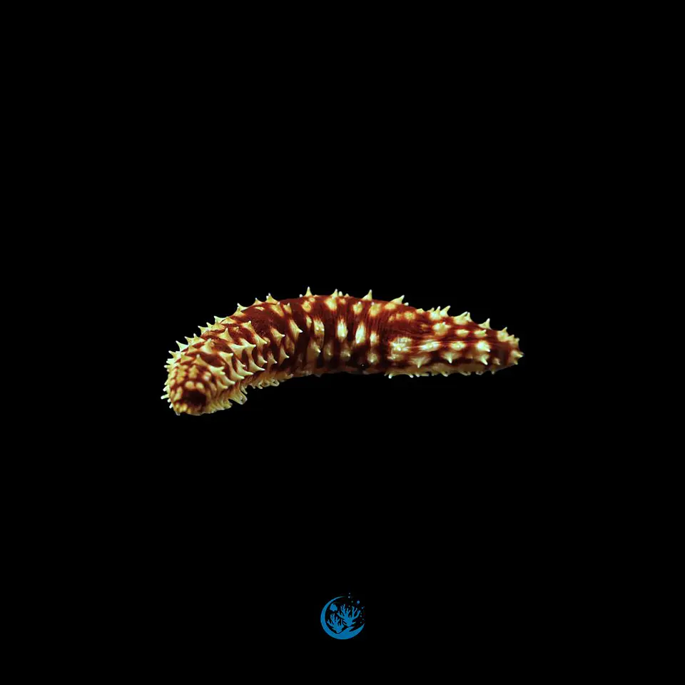 Holothuria hilla 1