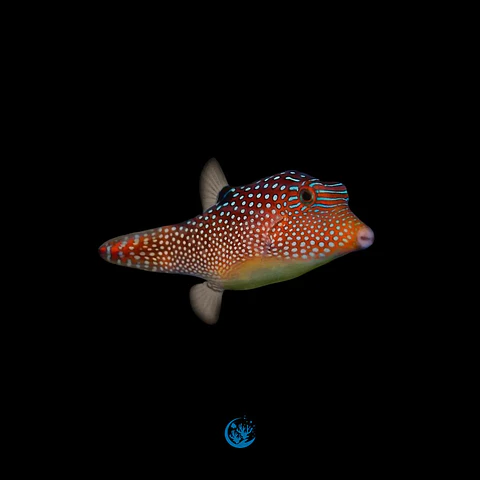 Canthigaster solandri