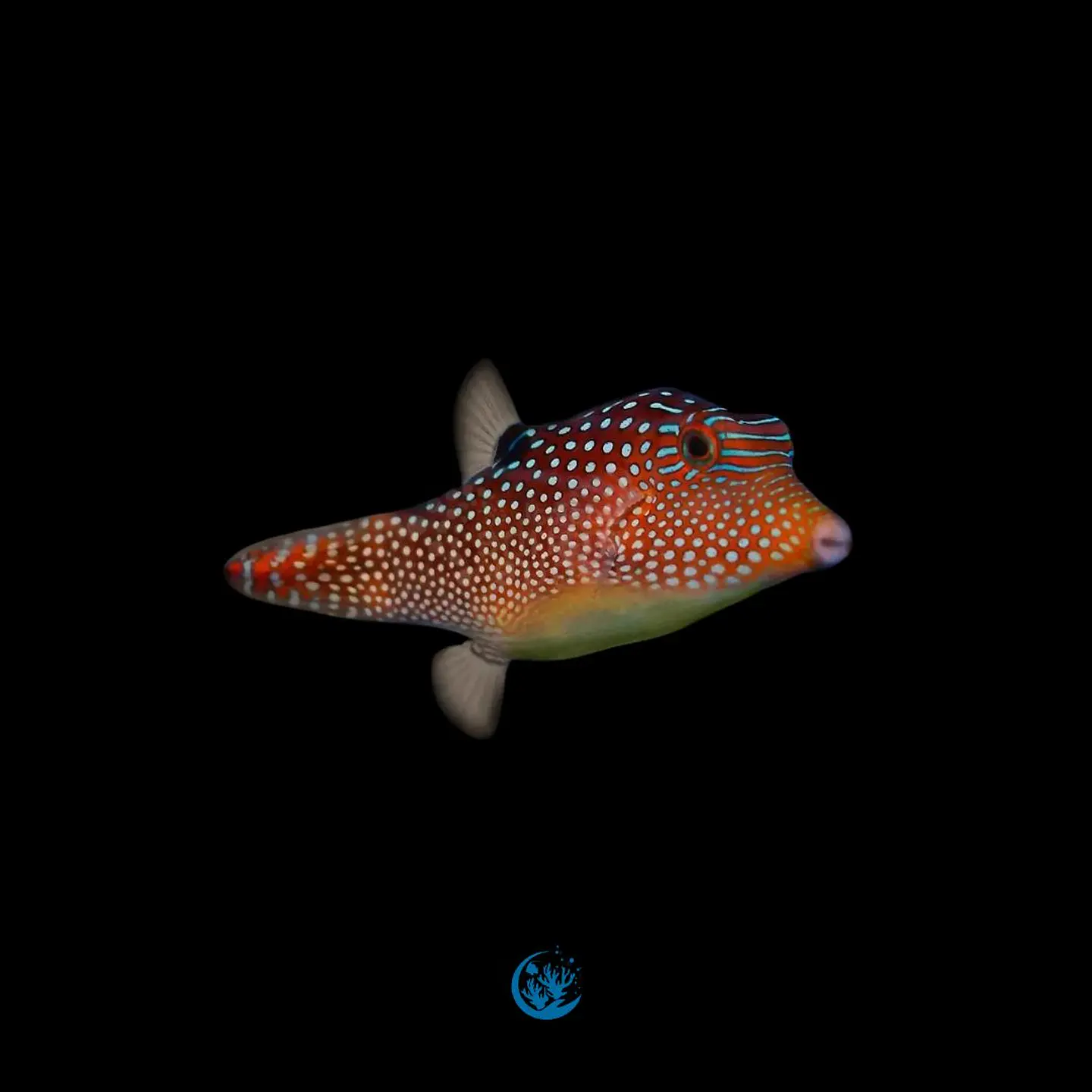 Canthigaster solandri 1