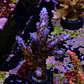 Acropora Staghorn - Thumbnail 2