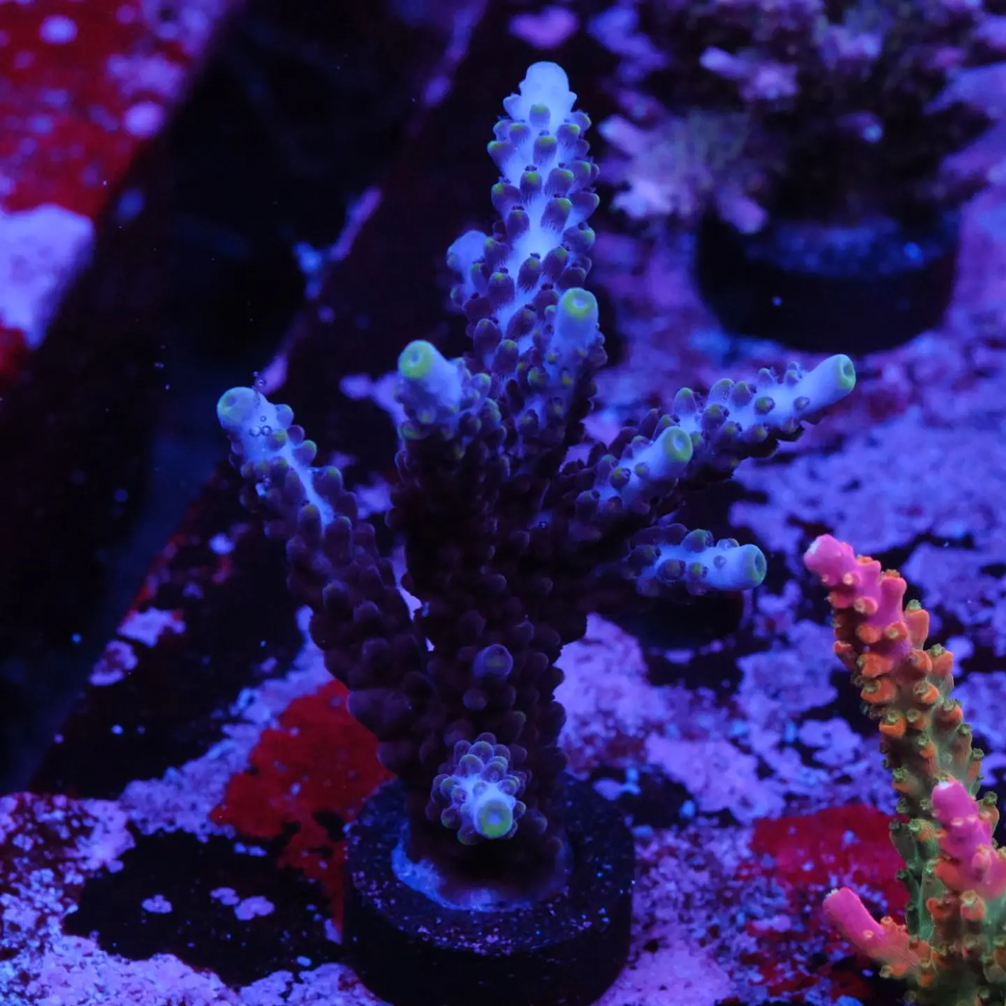 Acropora Staghorn 1