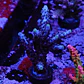 Acropora Staghorn - Thumbnail 1
