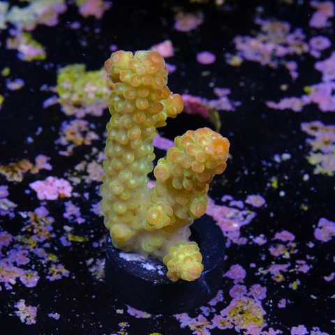 Acropora florida
