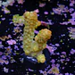 Acropora florida - Thumbnail 2