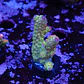 Acropora florida - Thumbnail 1