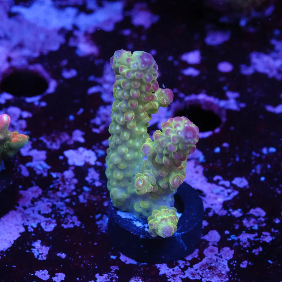 Acropora florida 1