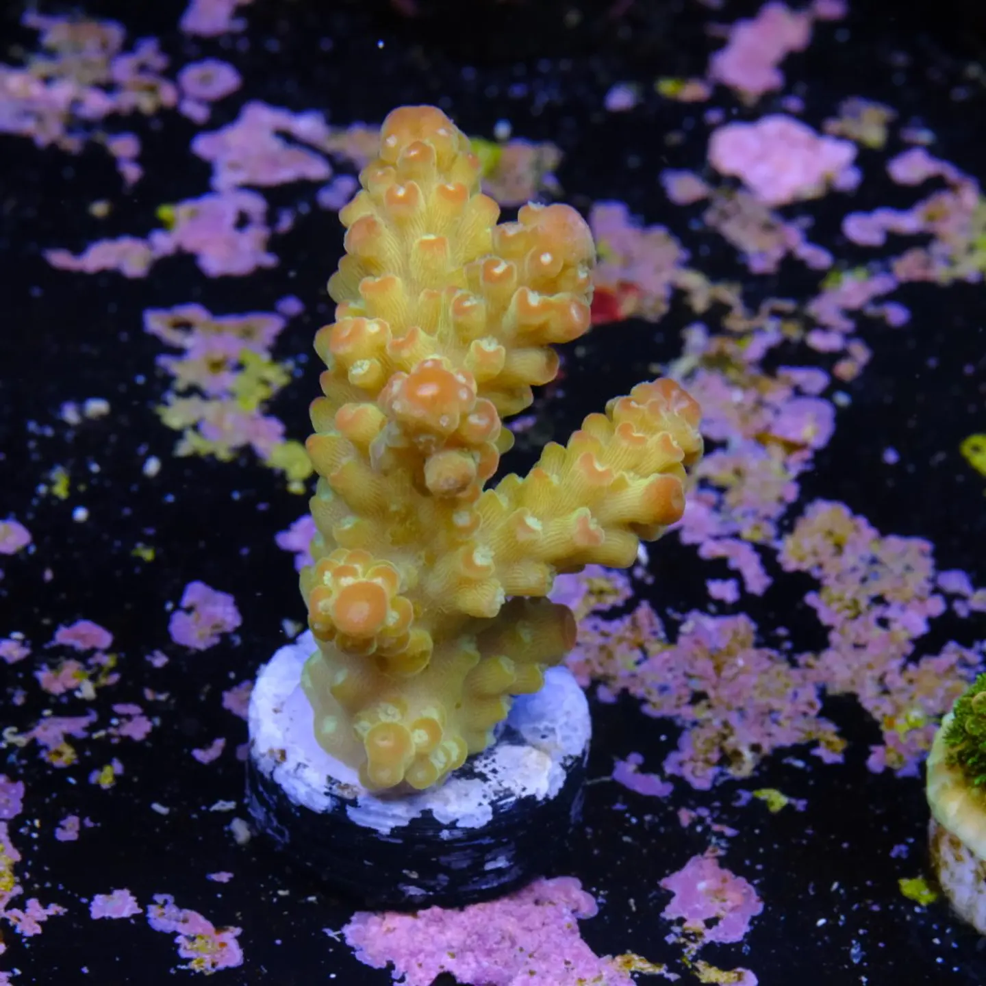 Acropora florida 2
