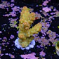 Acropora florida - Thumbnail 2