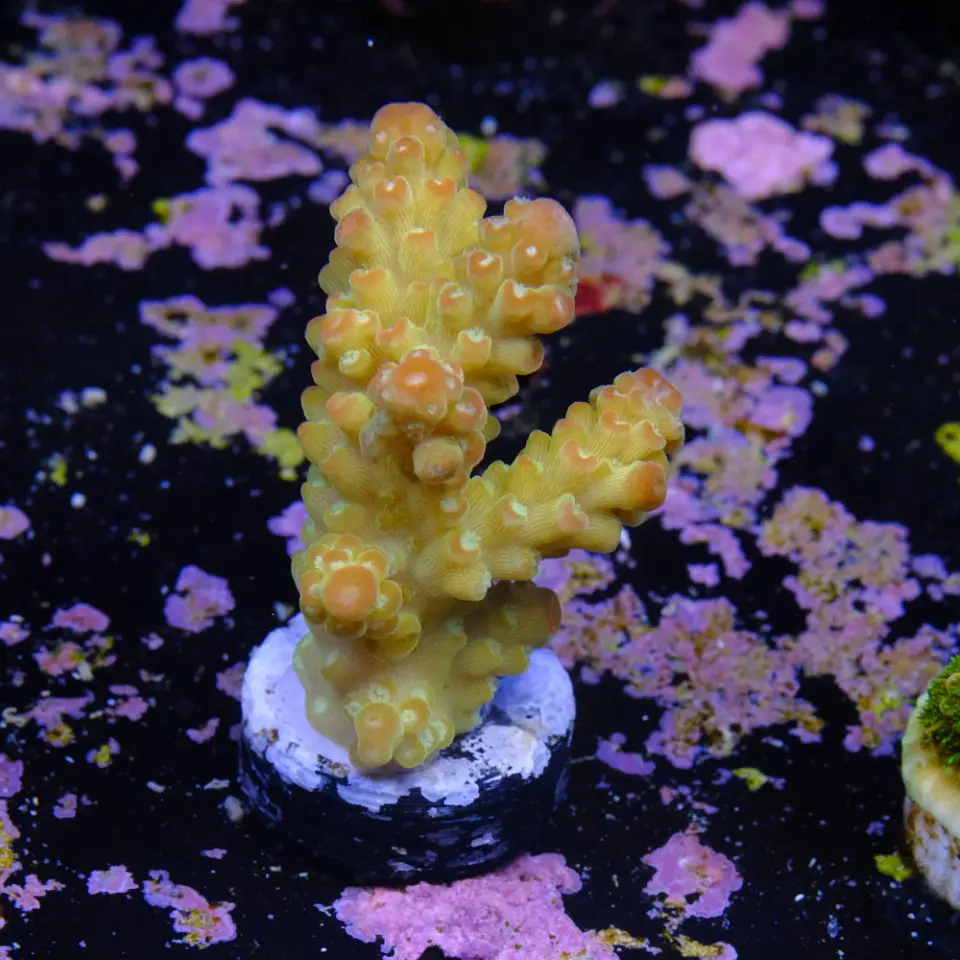 Acropora florida 2