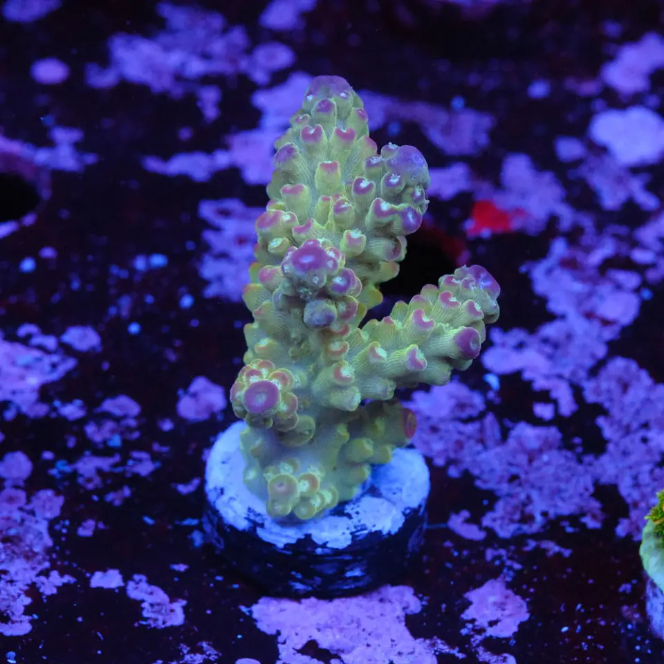 Acropora florida 1