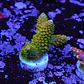 Acropora fake mile - Thumbnail 1