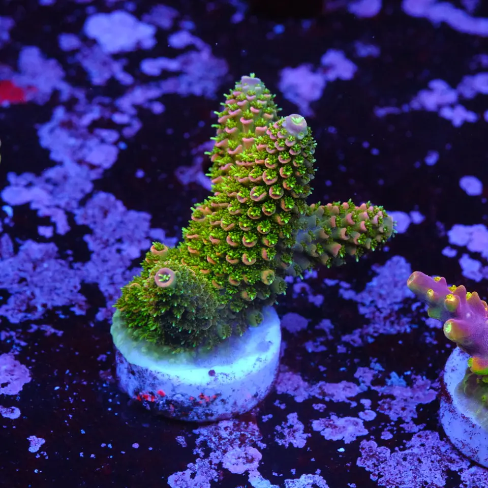 Acropora fake mile 1