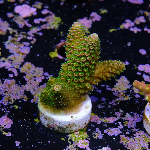 Acropora fake mile
