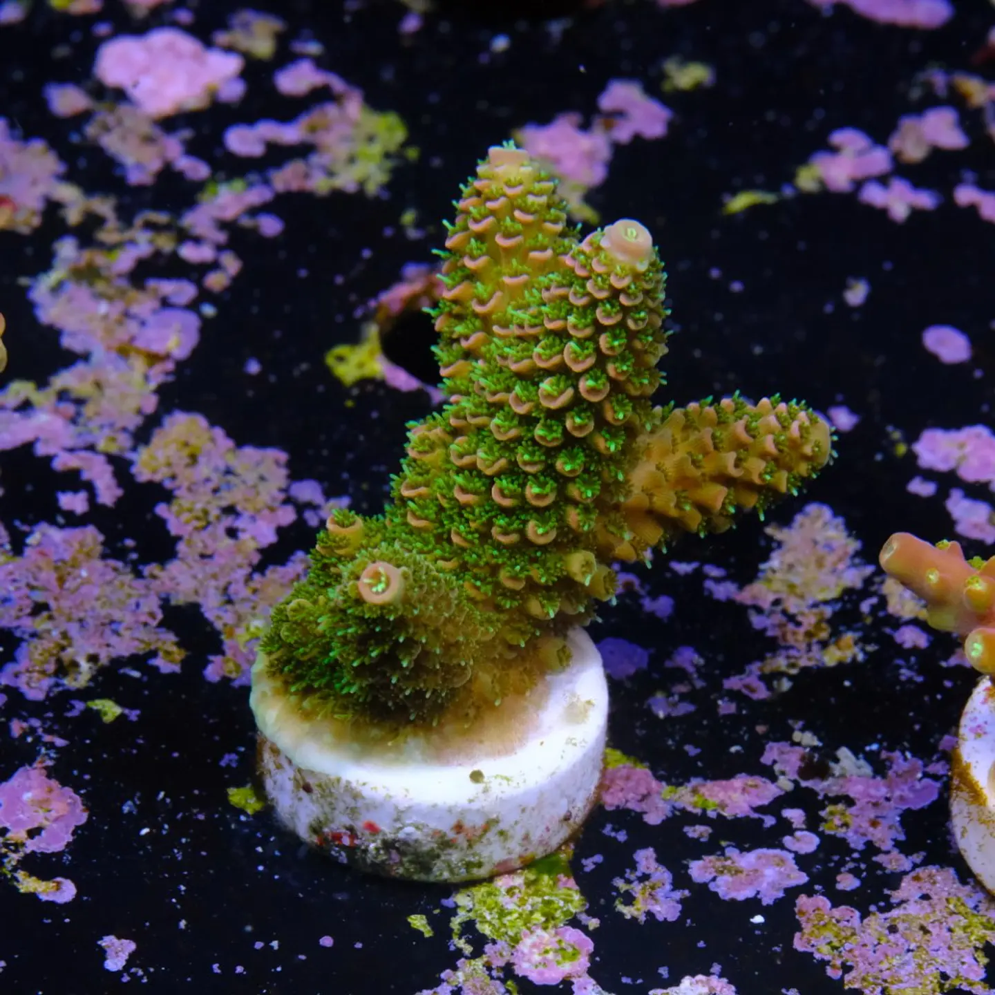 Acropora fake mile 2