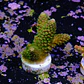 Acropora fake mile - Thumbnail 2