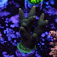 Acropora millepora - Thumbnail 1