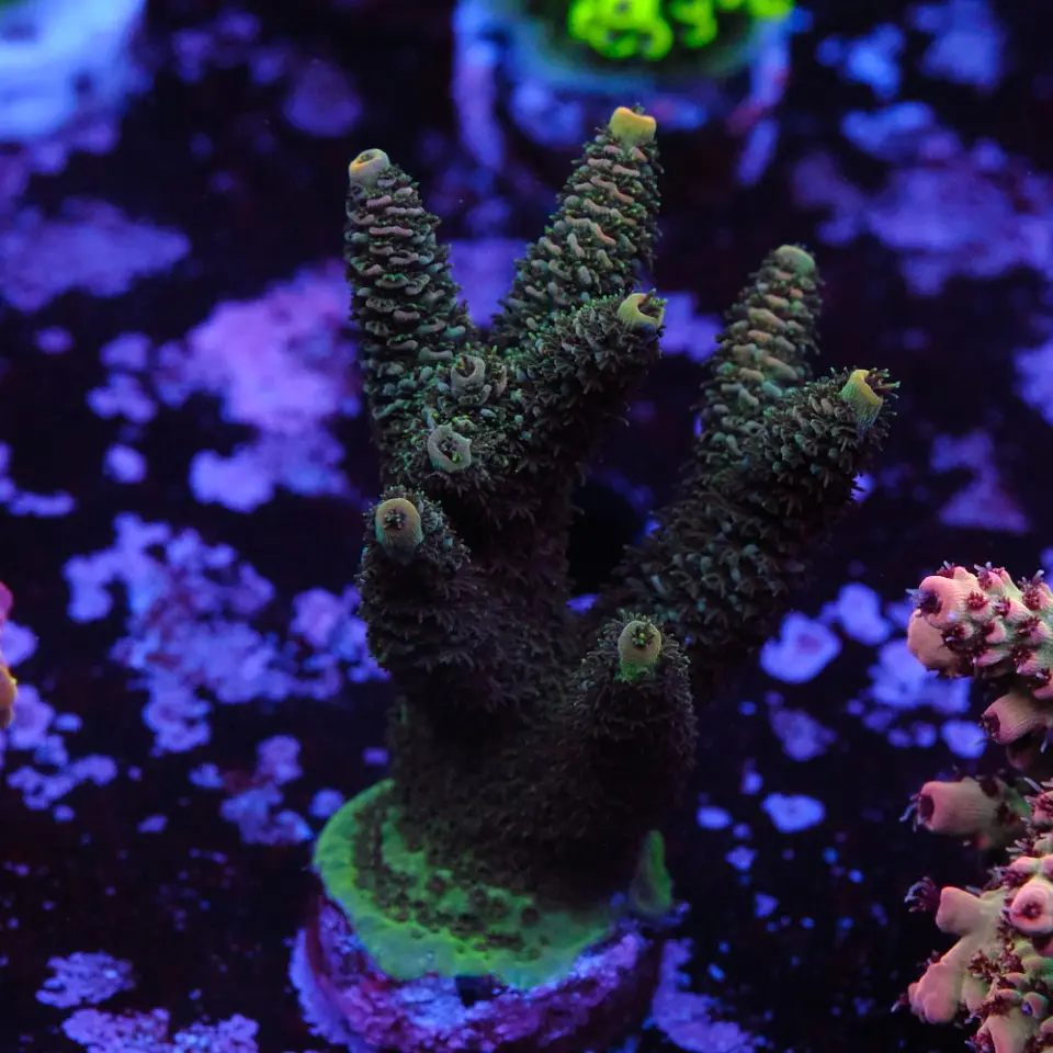 Acropora millepora 1