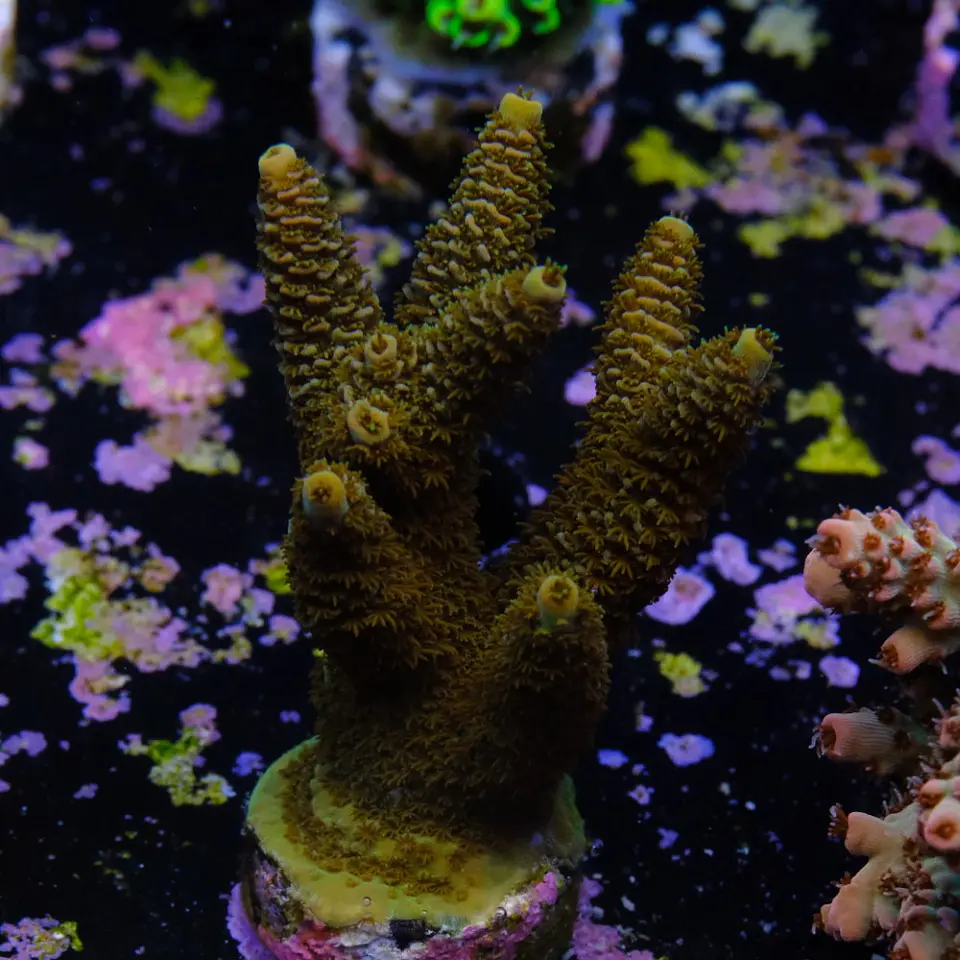 Acropora millepora 2