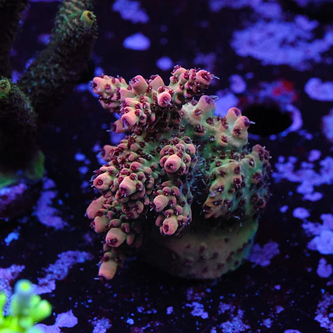 Acropora cotton candy