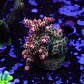 Acropora cotton candy - Thumbnail 1