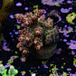 Acropora cotton candy - Thumbnail 2