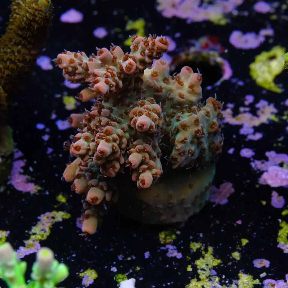 Acropora cotton candy 2