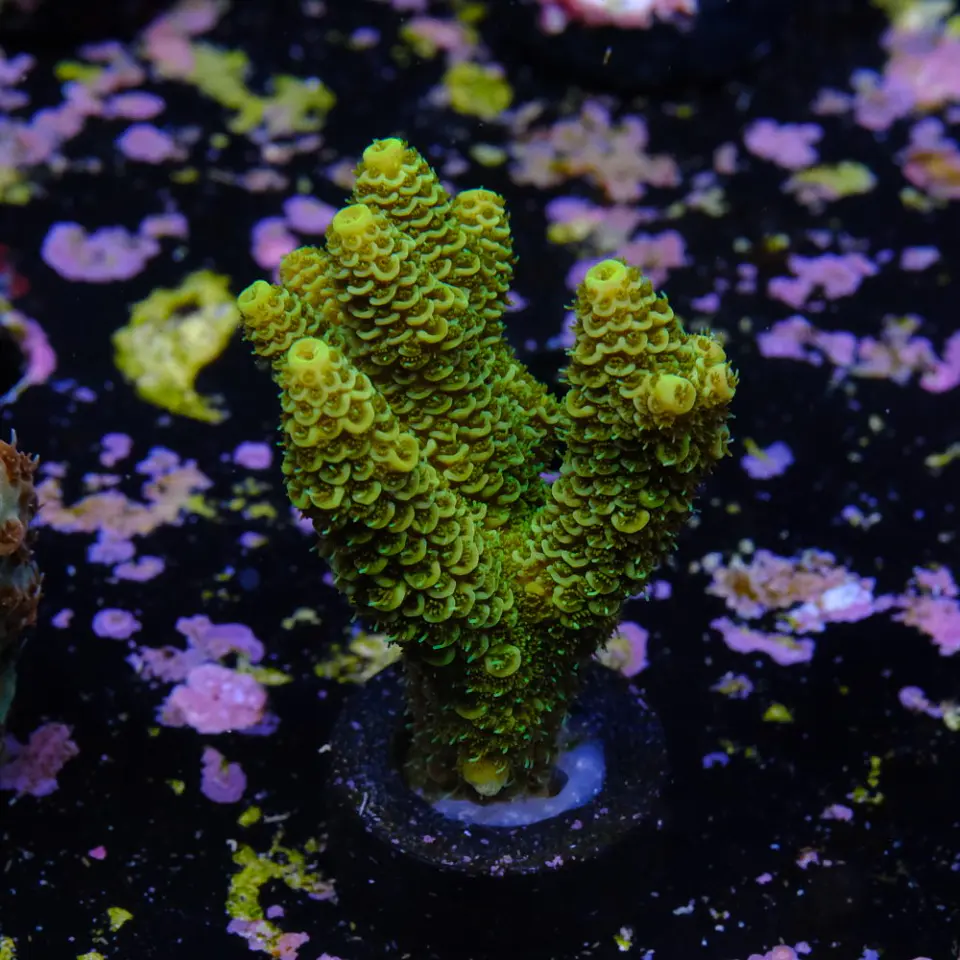 Acropora millepora 2