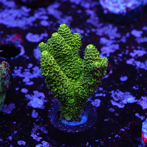 Acropora millepora
