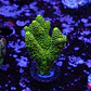 Acropora millepora - Thumbnail 1