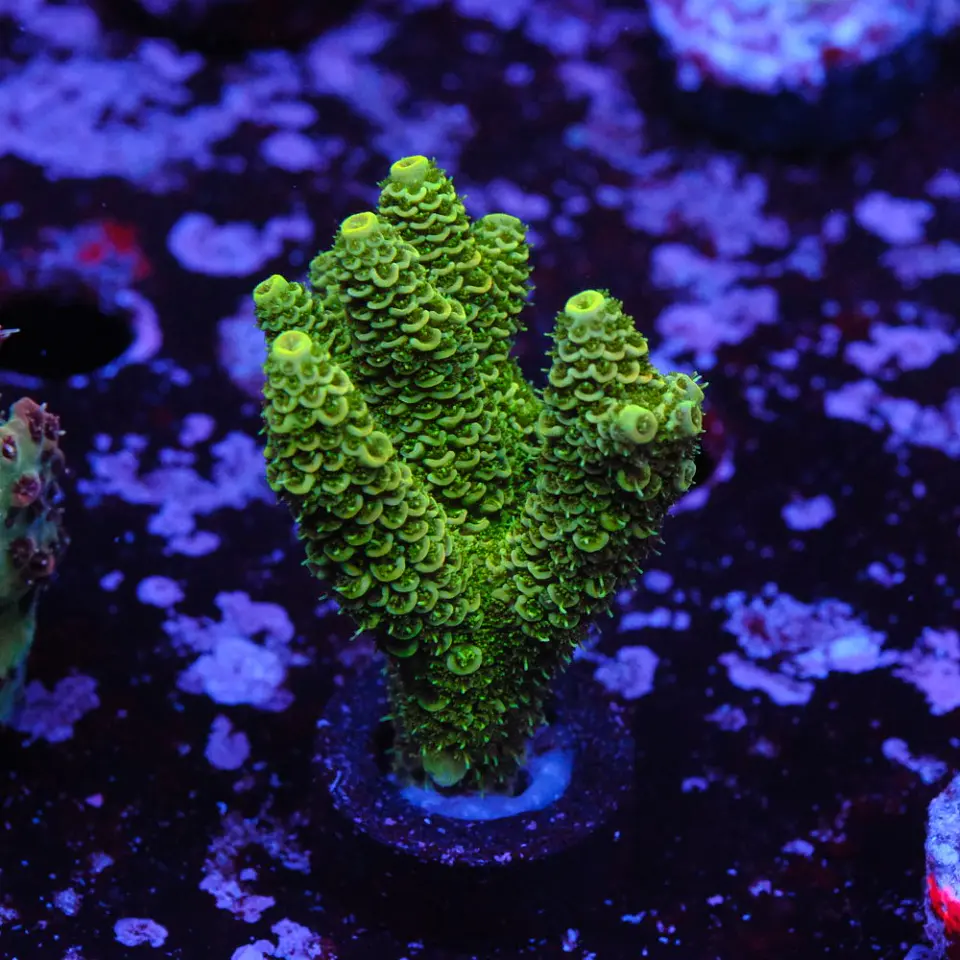 Acropora millepora 1