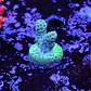 Acropora sarmentosa - Thumbnail 1