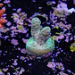 Acropora sarmentosa - Thumbnail 2