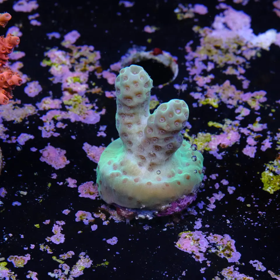 Acropora sarmentosa 2