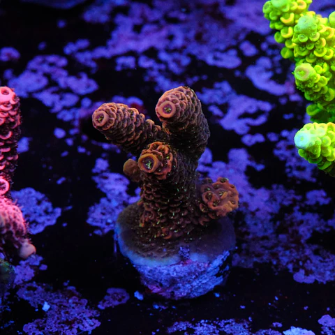Acropora millepora