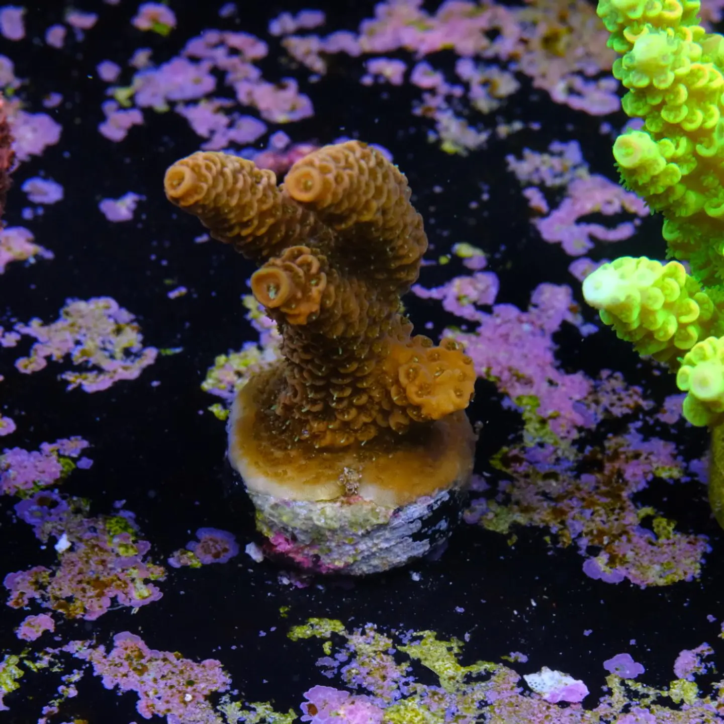 Acropora millepora 2