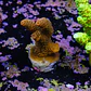 Acropora millepora - Thumbnail 2