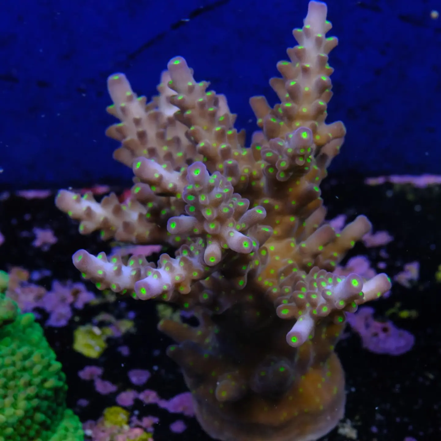 Acopora garf bonsai 2