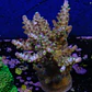 Acopora garf bonsai - Thumbnail 2