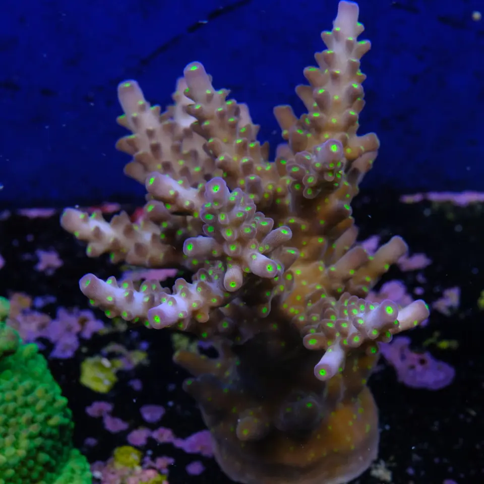 Acopora garf bonsai 2