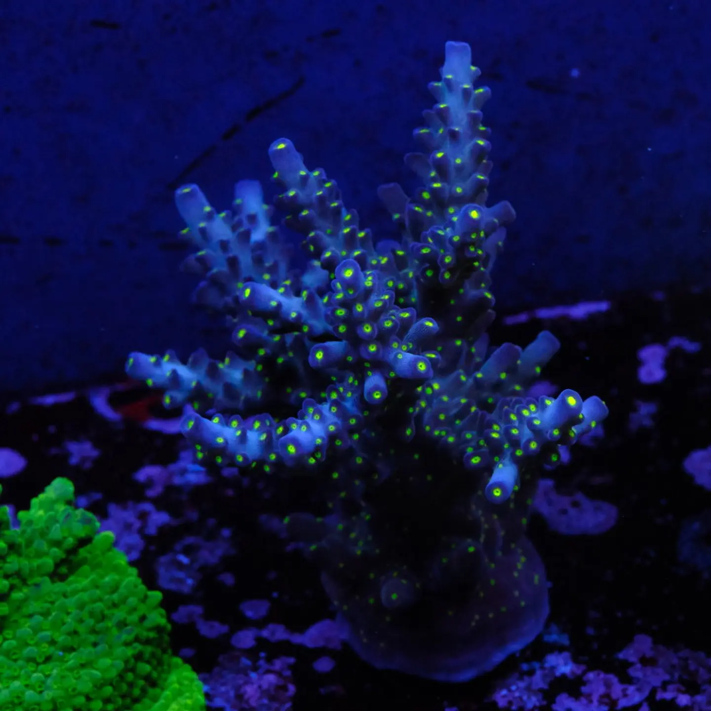 Acopora garf bonsai 1