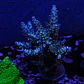 Acopora garf bonsai - Thumbnail 1