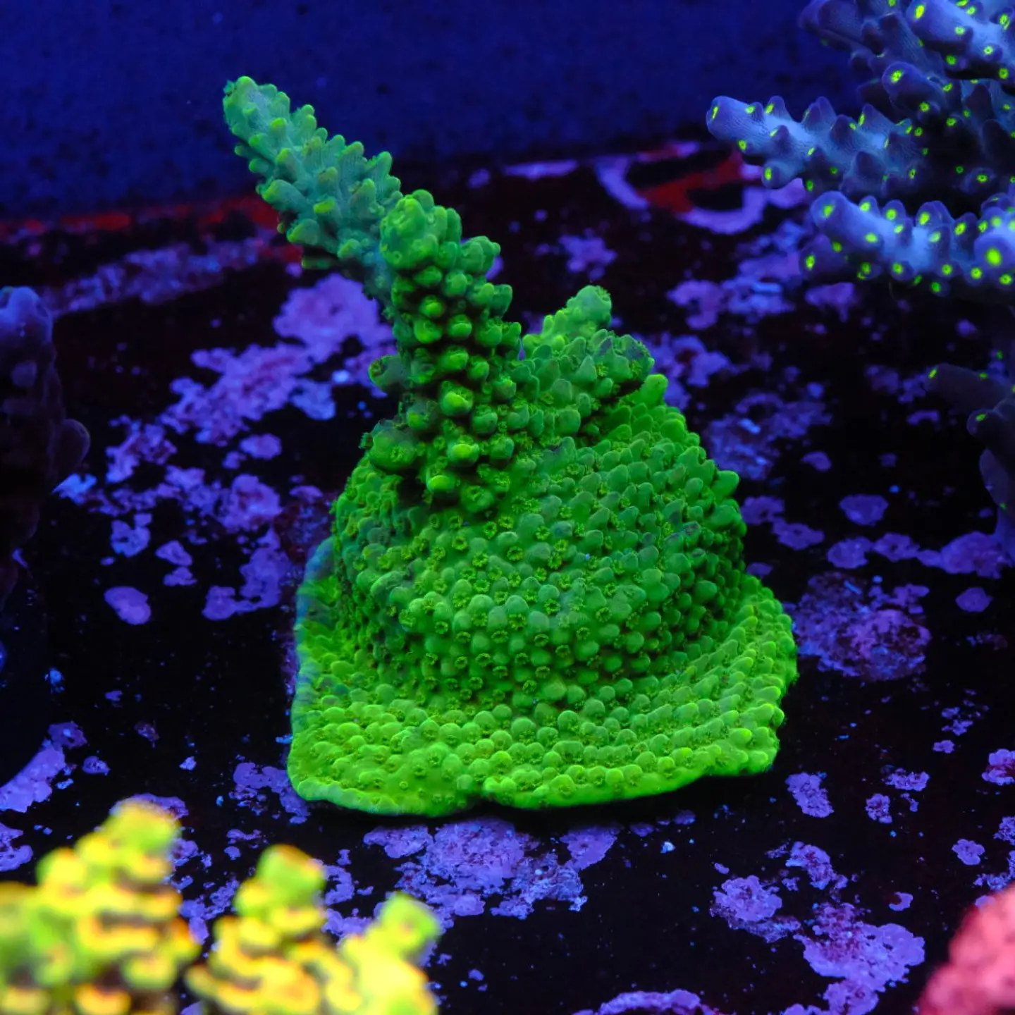 Acropora selago 1