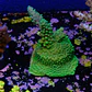 Acropora selago - Thumbnail 2