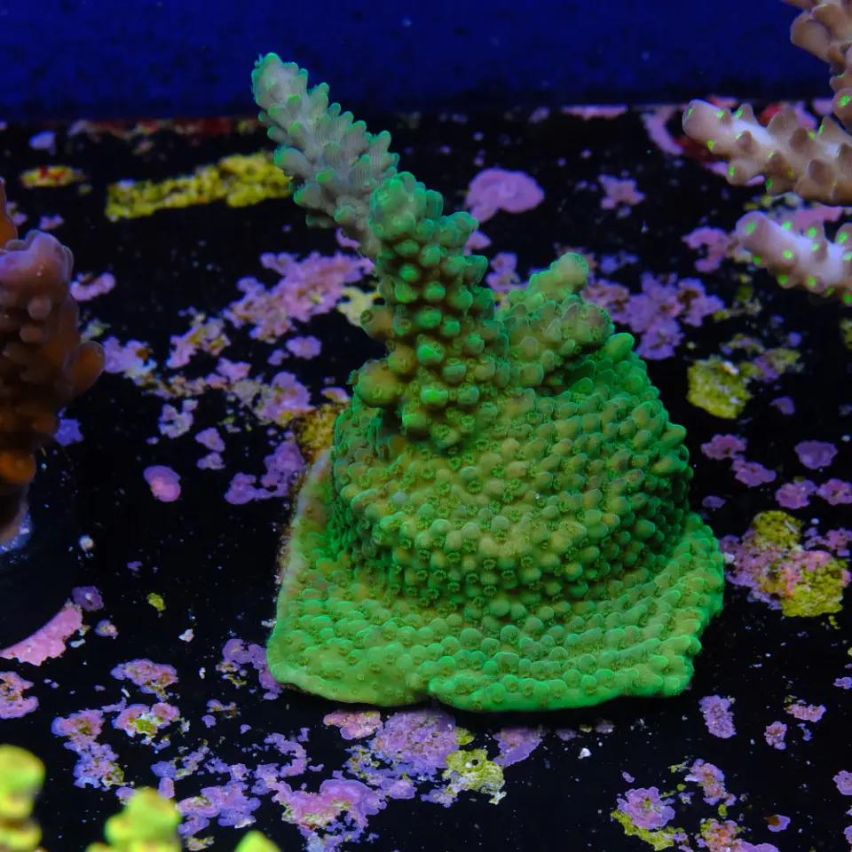 Acropora selago 2