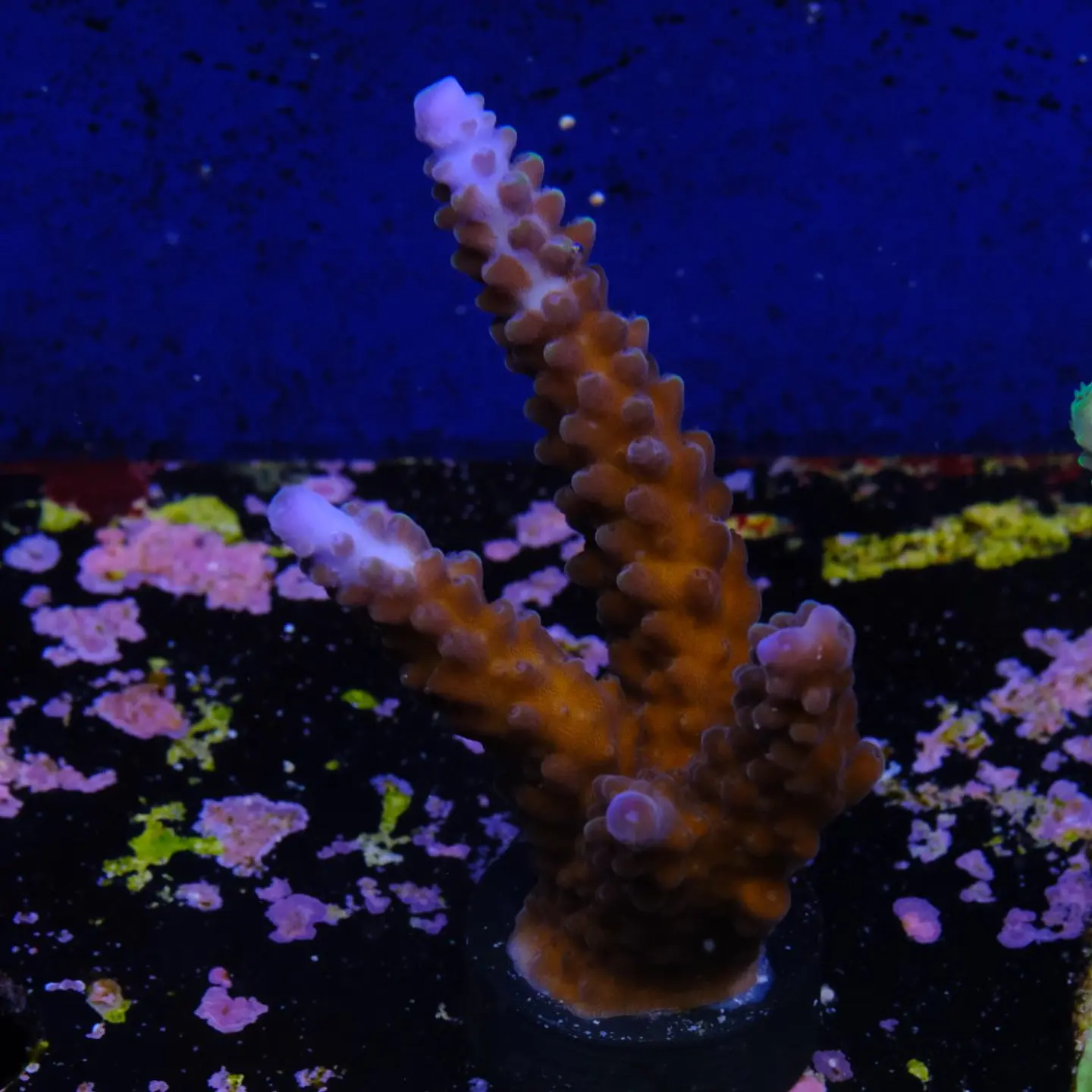 Acropora Staghorn 1