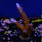 Acropora Staghorn - Thumbnail 1