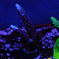 Acropora Staghorn - Thumbnail 2